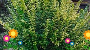 Бирючина колоновидная. Краткий обзор, описание характеристик, где купить саженцы ligustrum lucidum