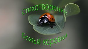 Стихотворение. Божьи коровки.