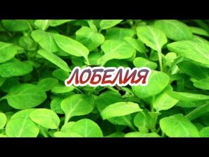 ЛОБЕЛИЯ. СОДЕРЖАНИЕ В АКВАРИУМЕ
