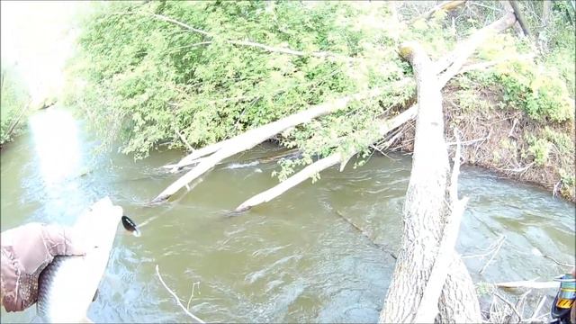 ст Челны Черемшан поймал отпустил смотреть онлайн