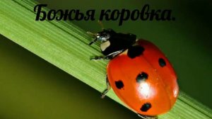 Иду по широкому полю и вижу вокруг чудеса - Божья коровка - песня.