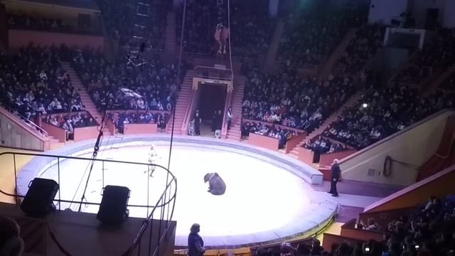 Новогоднее представление в цирке в Сочи. смотреть онлайн
