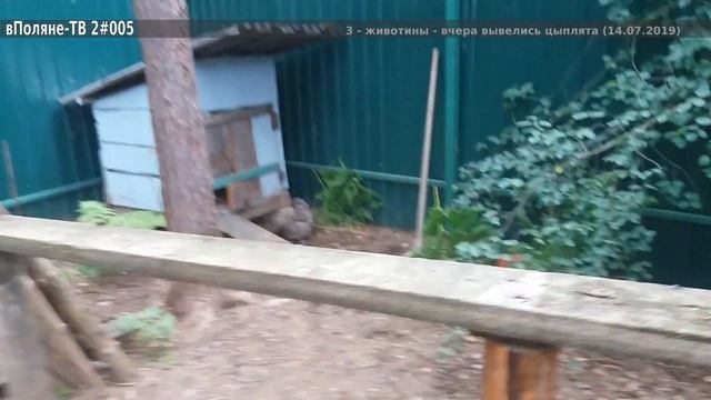 2#005 - куры, мыши, муларды и новые цыплята смотреть онлайн