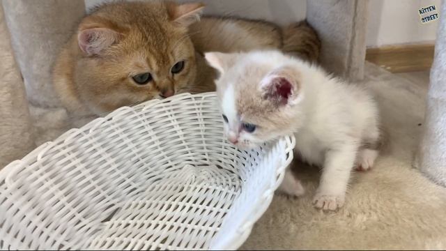 Daddy cat hisses at mom cat. Will he protect the little kitten? смотреть онлайн