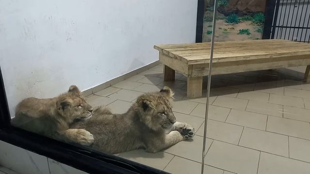 Лапочки-львята нежно прижавшись друг к другу лежат 9-ого Ноября смотреть онлайн