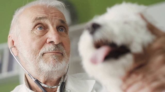 How to Ensure a Long and Healthy Life for Your Bichon Frise смотреть онлайн