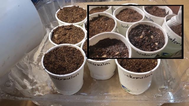 Watermelon Planting - The Complete Guide