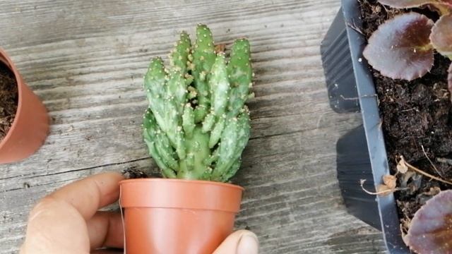 ?Мои комнатные цветы.?Новинки.?Бегония вечноцветущая.?Кактусы.? смотреть онлайн