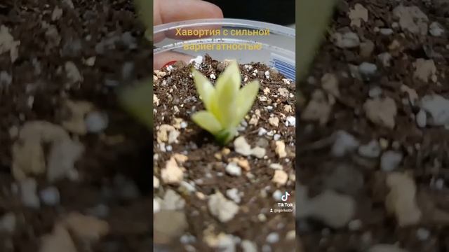 Хавортия с сильной вариегатностью. смотреть онлайн