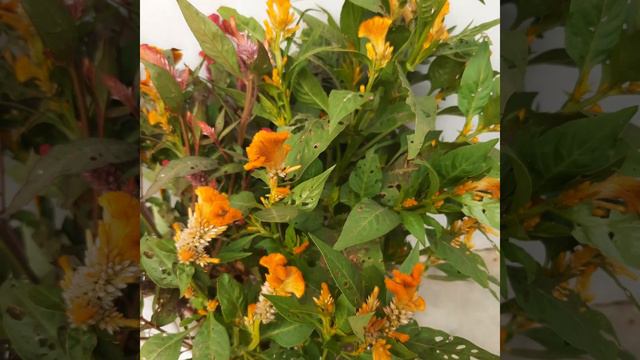 celosia/ cockscomb # yellow brown flowers #edit Hello смотреть онлайн