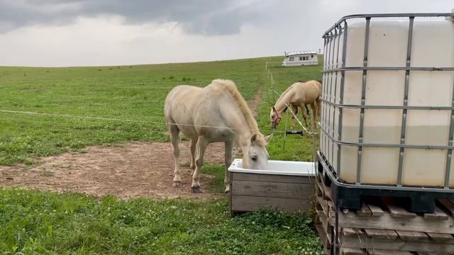 Vlog поезда на конюшню 🐎 смотреть онлайн