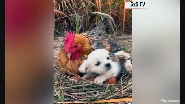 Лучшая подборка приколов с любимыми животными смотреть онлайн