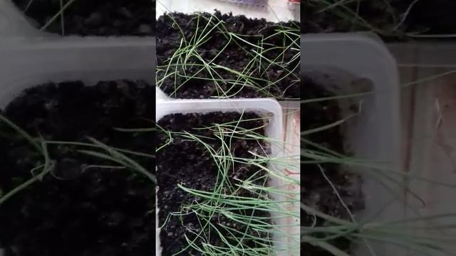 71. Лук-батун готовится к переезду на дачу. смотреть онлайн