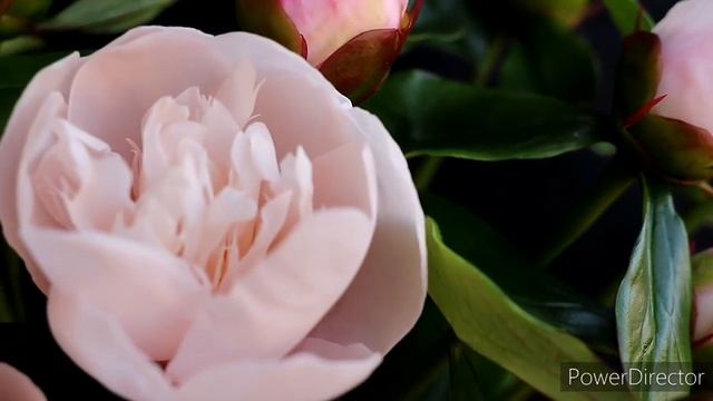 Бутоны пиона из холодного фарфора (флористической полимерной глины) смотреть онлайн