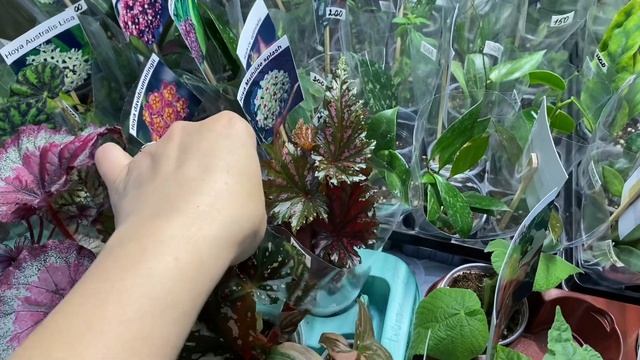 ВЫСТАВКА ЦВЕТОВ В НОВОРОССИЙСКЕ | МАЙ 2022 смотреть онлайн