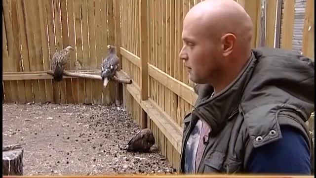 Орнитологи спасают белоголового сипа смотреть онлайн