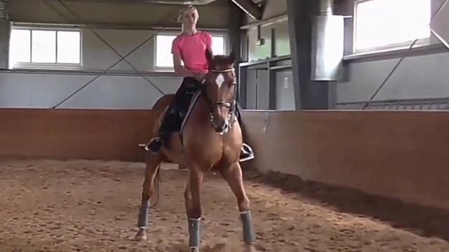 Элементы выездки|выездка смотреть онлайн