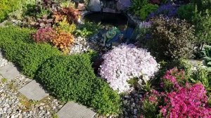 Лучшие почвопокровные растения/ Почвопокровные кустарники