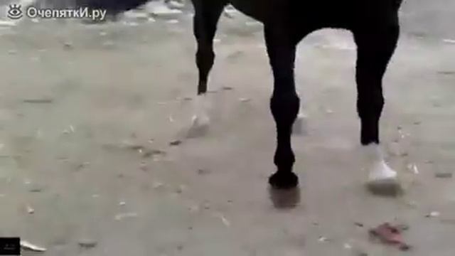Черный конь смотреть онлайн