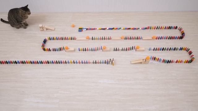 Cats and Ping Pong Trick Shots смотреть онлайн