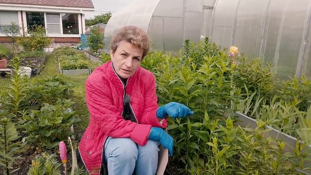 Спасаем флоксы от нематоды | Как спасти флоксы от нематоды смотреть онлайн
