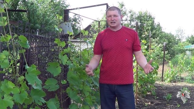 Работы на винограднике перед его цветением смотреть онлайн