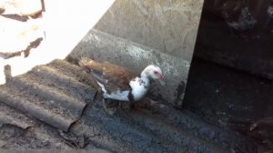 Оптимальные сроки убоя мускусной утки