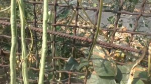 Супер вкусное растение! Спаржевая фасоль ВИГНА. Очень выгодное растение!