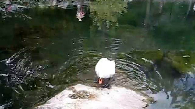 Крым. Алупка. Воронцовский парк. Одинокий лебедь. смотреть онлайн