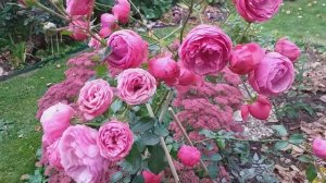 Роза Помпонелла (Pomponella)   #розы #розапомпонелла