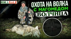 Охота на волка с Магомедом. Проблемная волчица бита. Выстрел по волку.