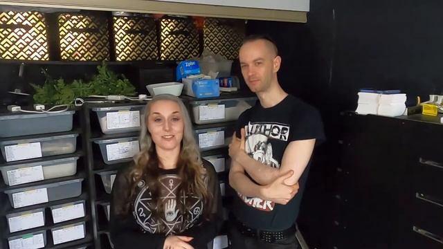 Proving Out Yellow Belly or Gravel Ball Python Morphs. We hatched the Highway! смотреть онлайн