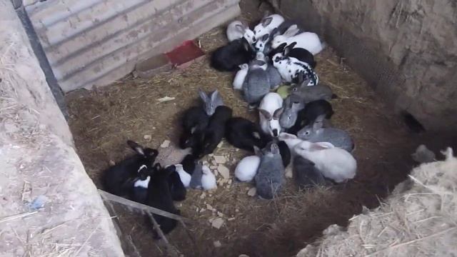 Содержание кроликов в ЯМЕ 2018 смотреть онлайн