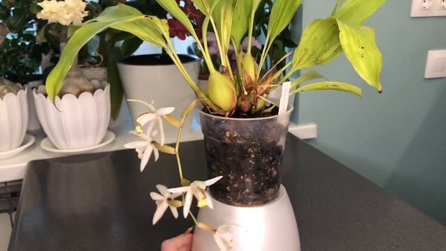 Coelogyne Kaliana / целогина калиана