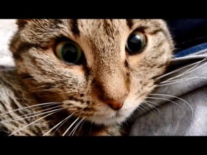 ВЫПУЧИЛ ГЛАЗА КОШАК ОТ СТРАХА................