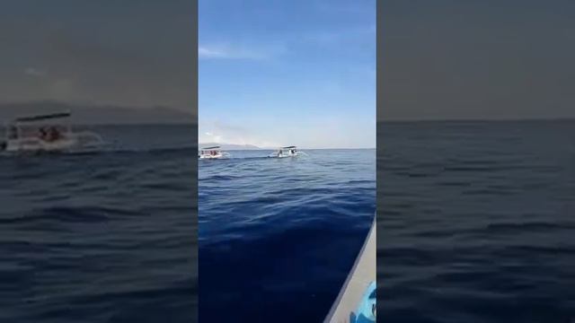 #Tourism in #Indonesia #Dolphins #lake #bali #yacht #boat #relax #summerseason #Индонезия #ocean смотреть онлайн