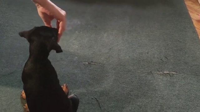 Ягдтерьер Команда сидеть смотреть онлайн