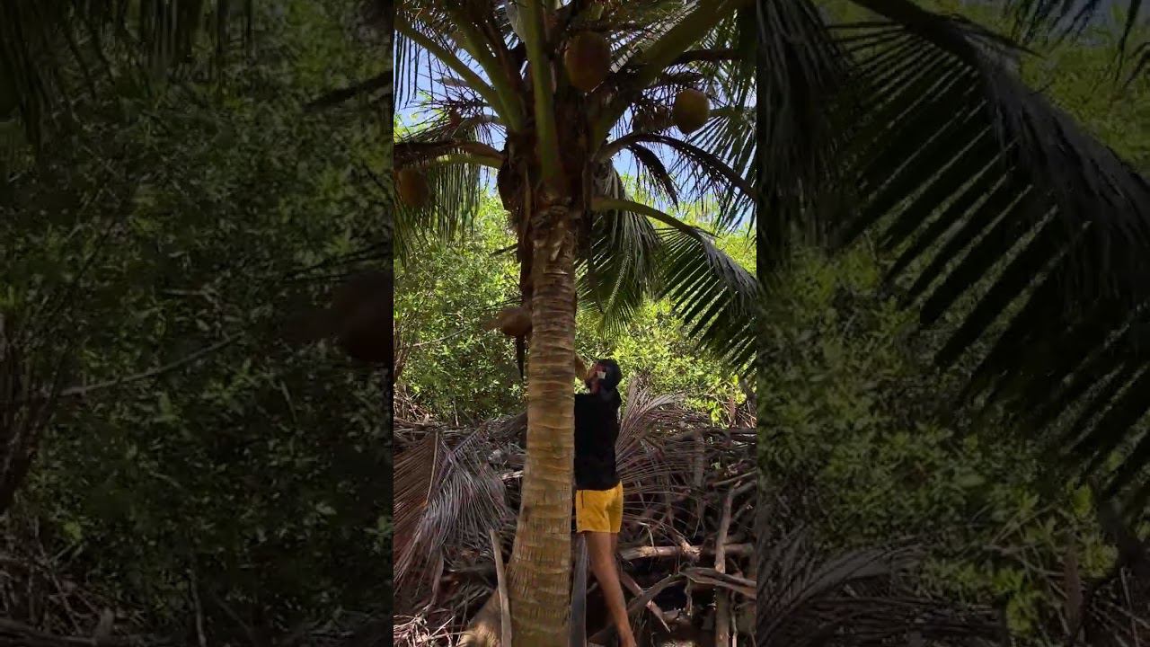 Кокос размером с голову смотреть онлайн