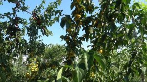 Самые зимостойкие абрикосы: Харогем и Харостар. Желтоплодный кизил Янтарный