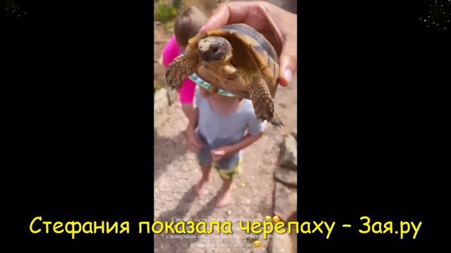 Стефания Маликова вместе с 3-летним братом покормила черепашку, которую они нашли. Новые видео 202 смотреть онлайн