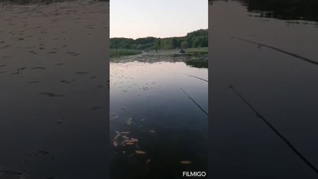 поклевки карася, серебряный карасик, пруд в Совье смотреть онлайн