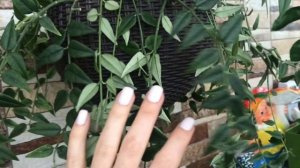 Хойя Белла . Мой уход за этим прекрасным цветком???