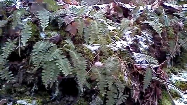 Winter Medicinal Plant Walk-Wild Hydrangea 2012 смотреть онлайн