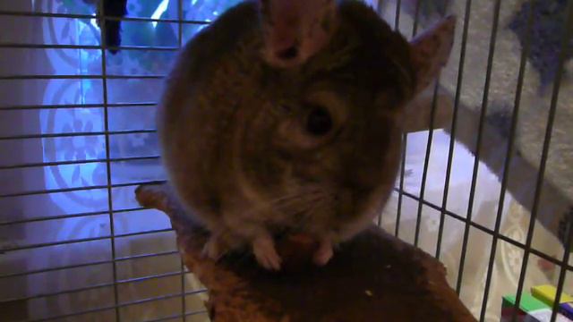Шиншилла мило кушает сушку :з
