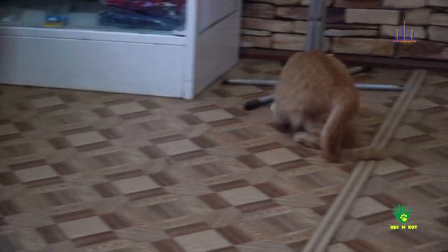 Гарфилд - особенный малыш! смотреть онлайн