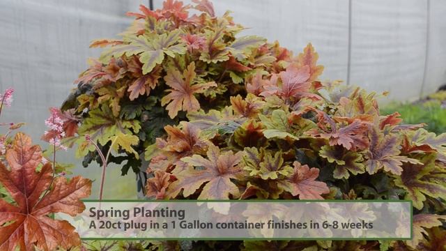Heucherella Production Tips | Walters Gardens