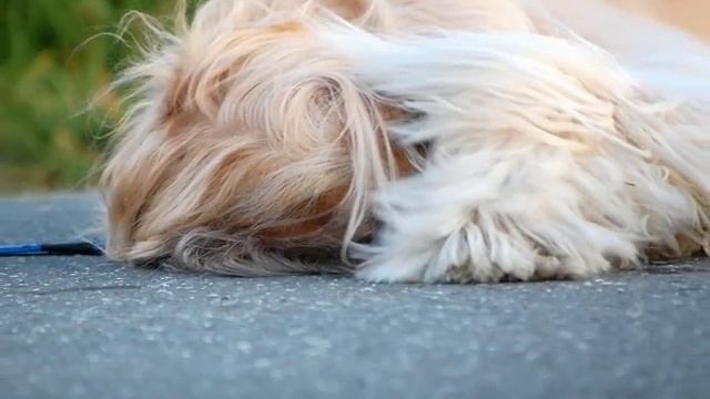 Монолог Афгана смотреть онлайн