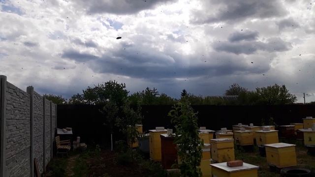 Как выглядит облёт молодой пчелы? Шикарные семьи. смотреть онлайн