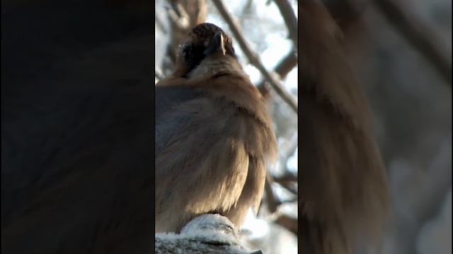 #shorts Сойка на дереве