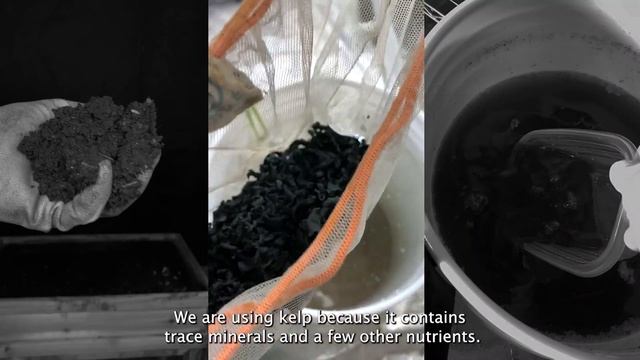 EP3: The beginner's guide to hydroponic garden, plus DIY Containers and Homemade liquid nutrients смотреть онлайн